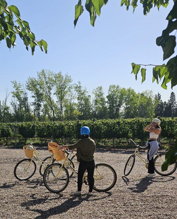 Bike Tour por Vinícolas com Picnic Chic